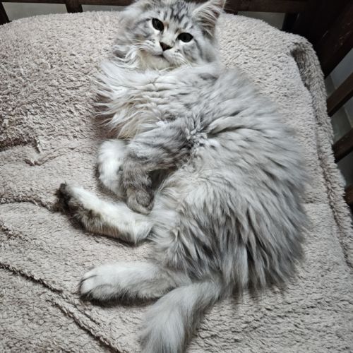 Maine coon male #1