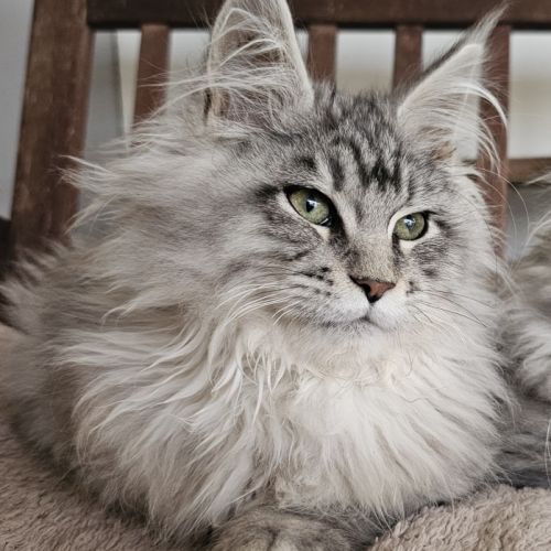 Maine coon male