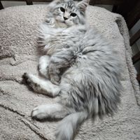 Maine coon male #1