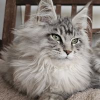 Maine coon male