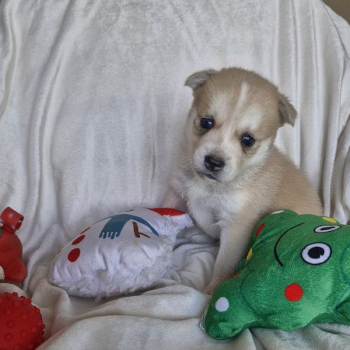 Chiot mâle pomsky à réserver #2