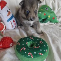 Chiot mâle pomsky à réserver #1