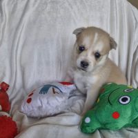 Chiot mâle pomsky à réserver #2