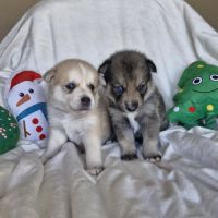 Chiot mâle pomsky à réserver #0