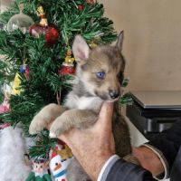 Chiot mâle pomsky à réserver