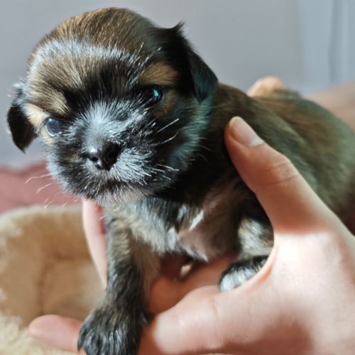 Chiot lhassa apso mâle né le 18 octobre 2025 #1