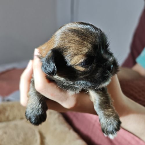 Chiot lhassa apso mâle né le 18 octobre 2025 #2