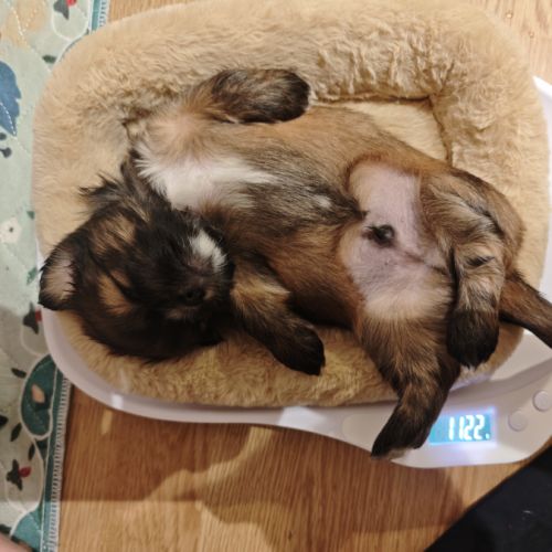 Chiot lhassa apso mâle né le 18 octobre 2025 #3