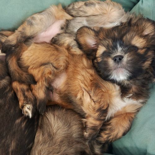 Chiot lhassa apso mâle né le 18 octobre 2025 #0