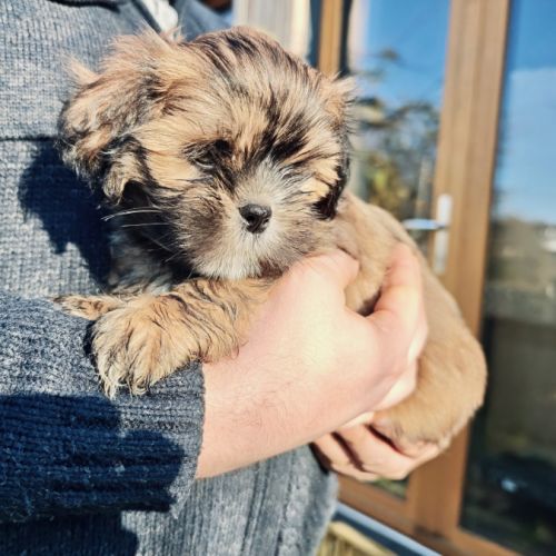 Chiot lhassa apso mâle né le 18 octobre 2025