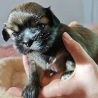 Chiot lhassa apso mâle né le 18 octobre 2025 #1