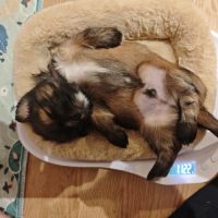 Chiot lhassa apso mâle né le 18 octobre 2025 #3