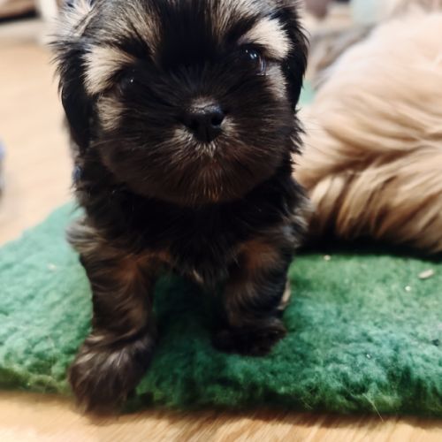 Chiot lhassa apso mâle né le 18/10/2025 #1