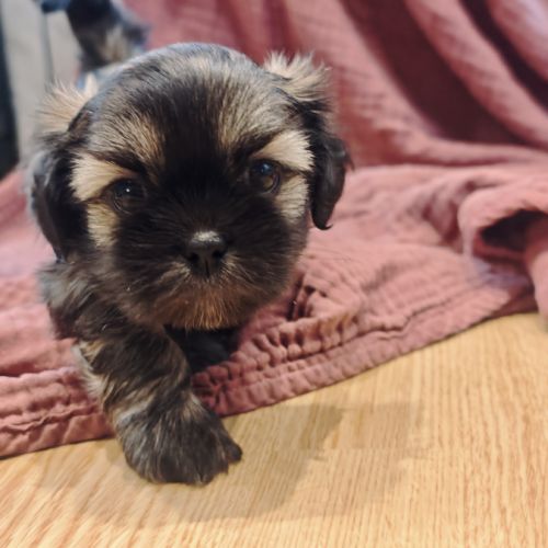 Chiot lhassa apso mâle né le 18/10/2025 #0