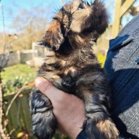 Chiot lhassa apso mâle né le 18/10/2025