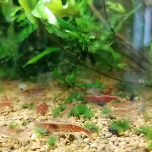 Crevettes red cherry #1