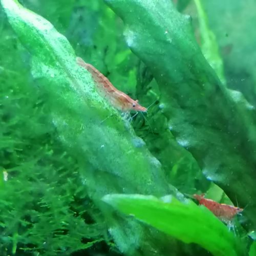 Crevettes red cherry #2