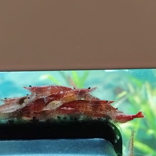 Crevettes red cherry