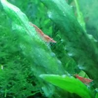 Crevettes red cherry #2