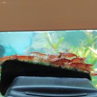 Crevettes red cherry #4