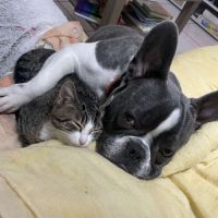 Bouledogue français à donner