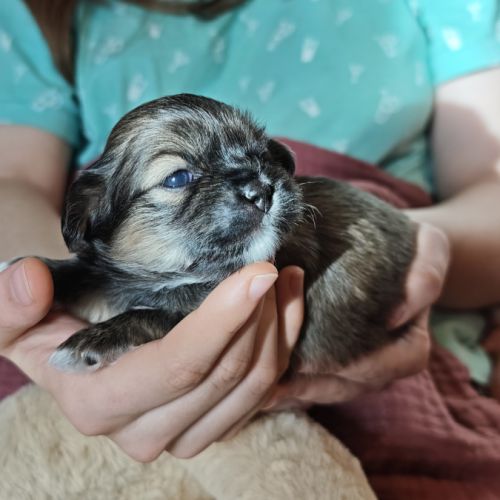 Chiot mâle lhassa apso né le 18 octobre 2025 #3