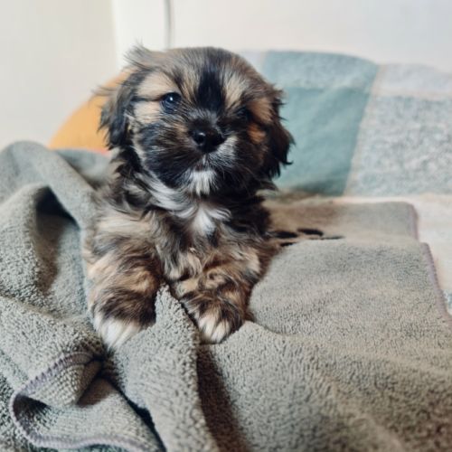 Chiot mâle lhassa apso né le 18 octobre 2025 #0