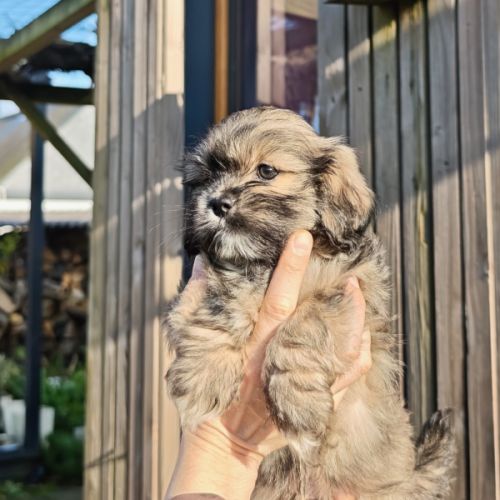 Chiot mâle lhassa apso né le 18 octobre 2025
