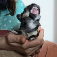 Chiot mâle lhassa apso né le 18 octobre 2025 #2