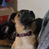 Chien alaska à l adoption #3