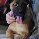 Chien alaska à l adoption #2