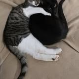 Chat sam à l adoption #3