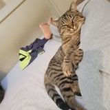 Chat moise à l adoption #3