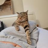 Chat moise à l adoption #4