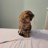 Chat moise à l adoption #5