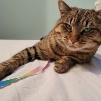 Chat moise à l adoption #0