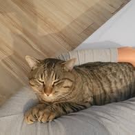 Chat moise à l adoption #2