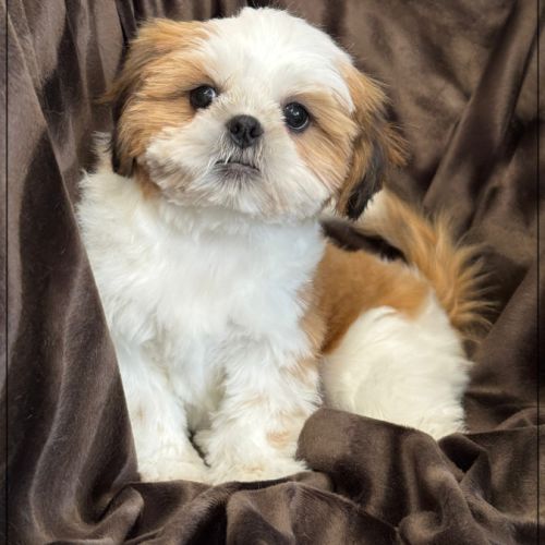 Disponible ,andrew mâle shih tzu de 4 mois lof #1