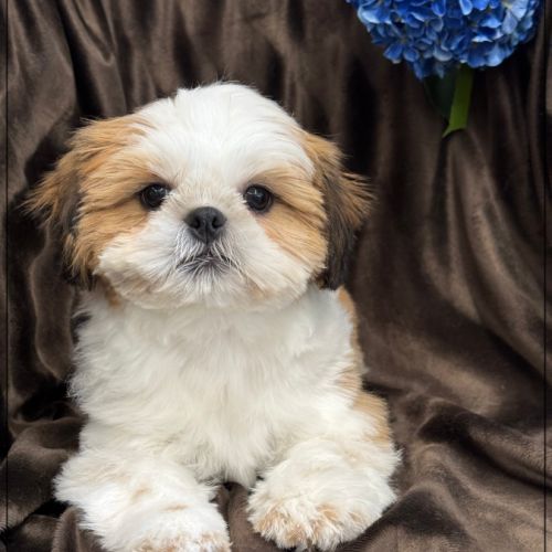 Disponible ,andrew mâle shih tzu de 4 mois lof #2