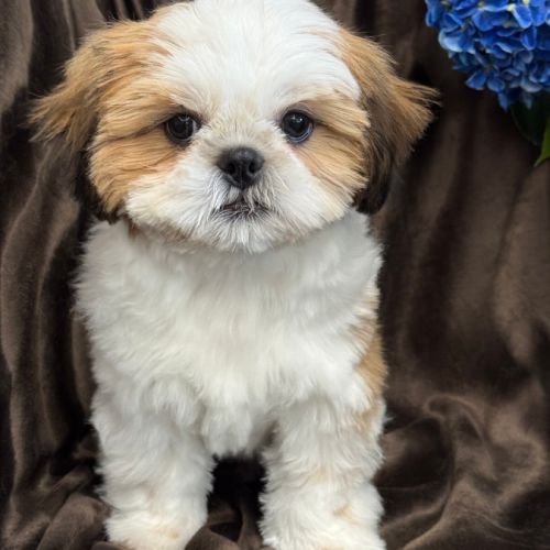 Disponible ,andrew mâle shih tzu de 4 mois lof #0
