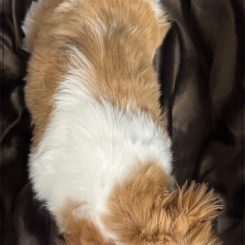 Disponible ,andrew mâle shih tzu de 4 mois lof #5