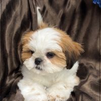 Disponible ,andrew mâle shih tzu de 4 mois lof #4