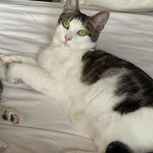 Pomponette jeune chatte calme et facile à vivre