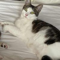 Pomponette jeune chatte calme et facile à vivre #0