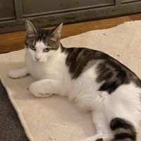 Pomponette jeune chatte calme et facile à vivre #2