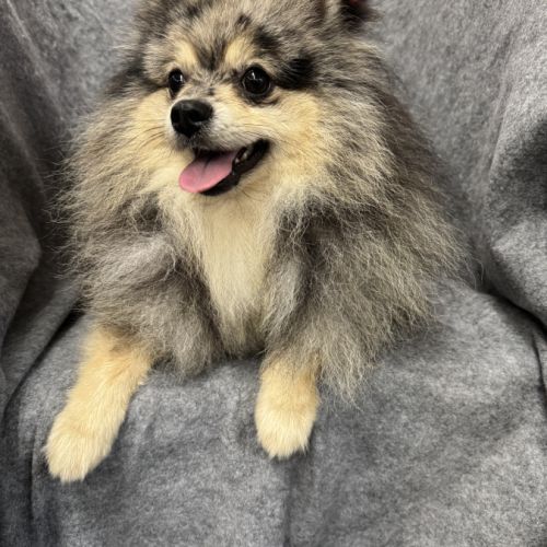 Garik jeune mâle spitz allemand couleur merle #1