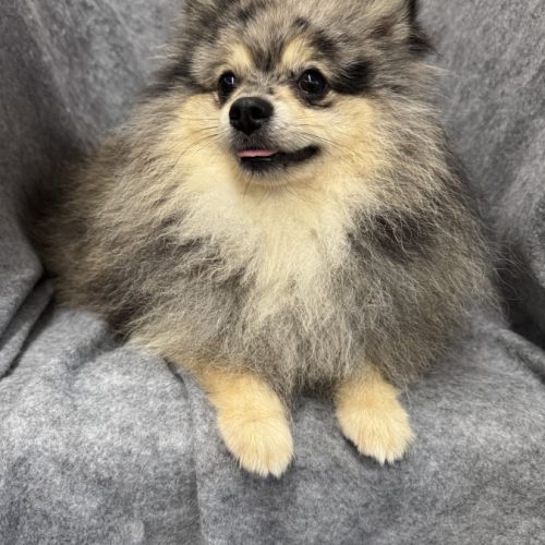 Garik jeune mâle spitz allemand couleur merle #3