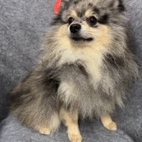 Garik jeune mâle spitz allemand couleur merle #2