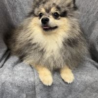 Garik jeune mâle spitz allemand couleur merle #3