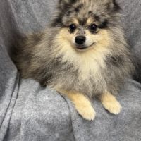 Garik jeune mâle spitz allemand couleur merle